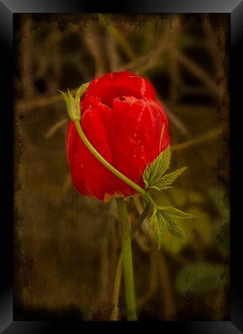 Entwined Beauty Framed Print by Robert Murray