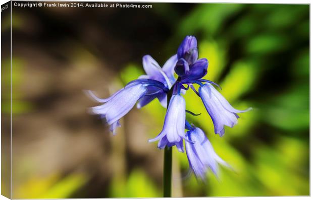 A  Bluebell flower head close up Canvas Print by Frank Irwin