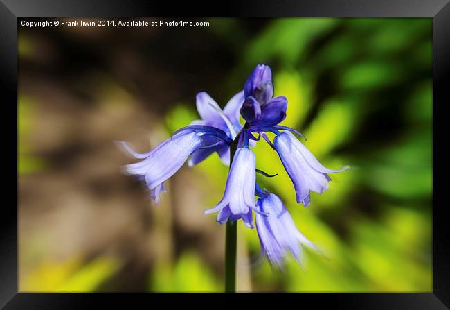 A  Bluebell flower head close up Framed Print by Frank Irwin