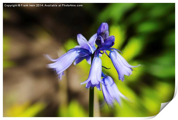 A  Bluebell flower head close up Print by Frank Irwin