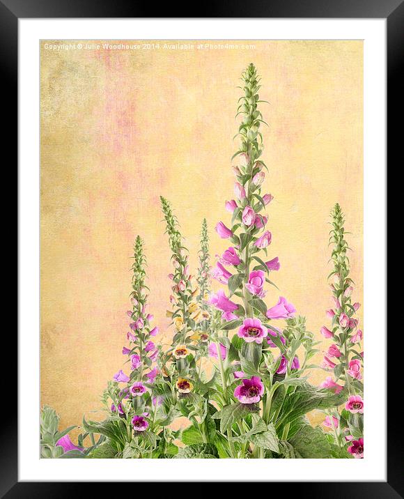 Digitalis Purpurea Framed Mounted Print by Julie Woodhouse