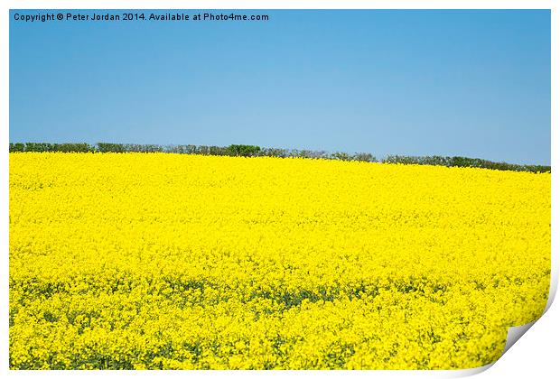 Yellow and Blue Spring Print by Peter Jordan