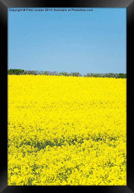 Yellow and Blue Spring Framed Print by Peter Jordan
