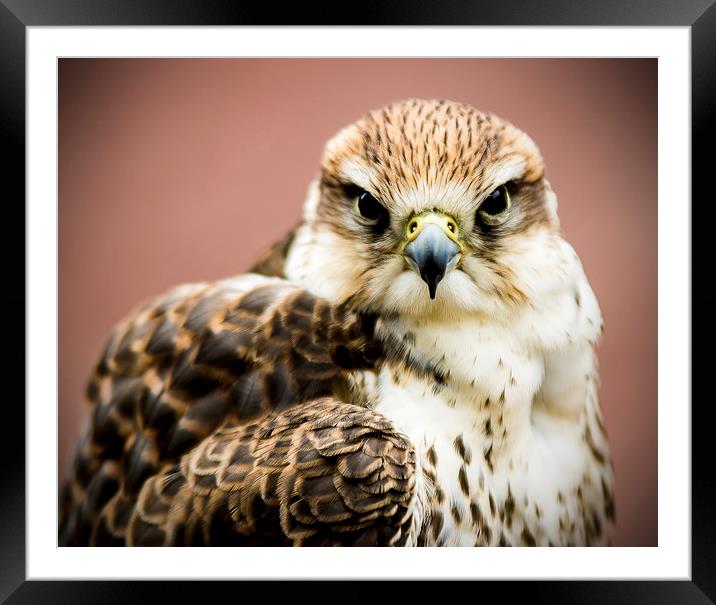 Falcon Framed Mounted Print by Sam Smith