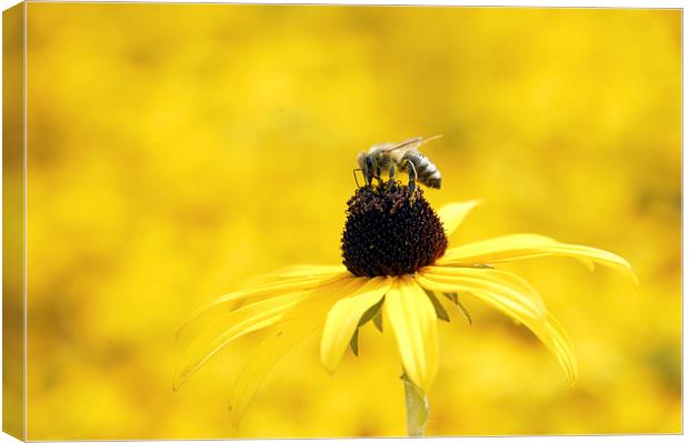Yellow flower and a bee Canvas Print by Matthias Hauser