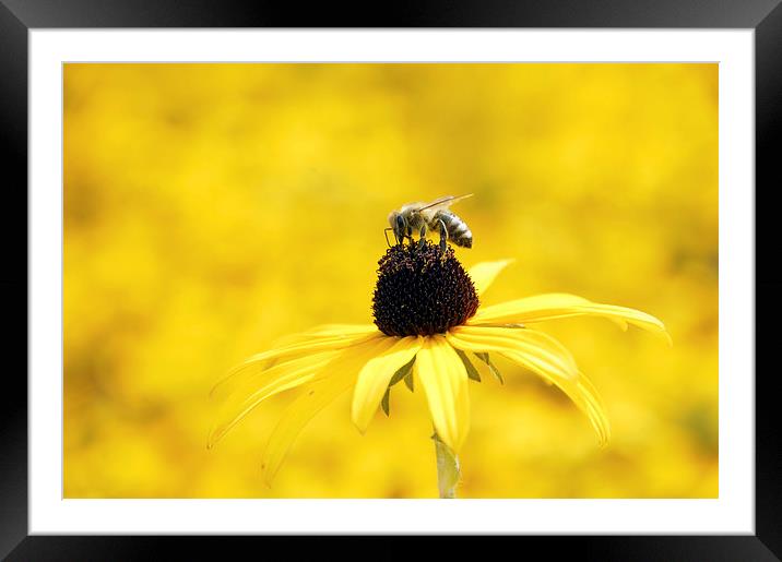 Yellow flower and a bee Framed Mounted Print by Matthias Hauser