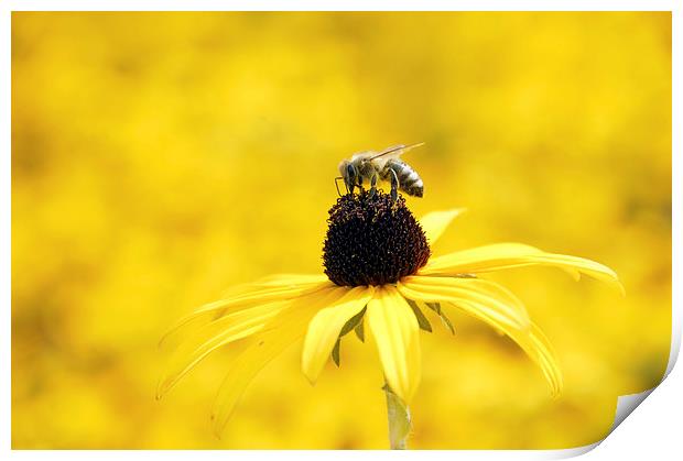 Yellow flower and a bee Print by Matthias Hauser
