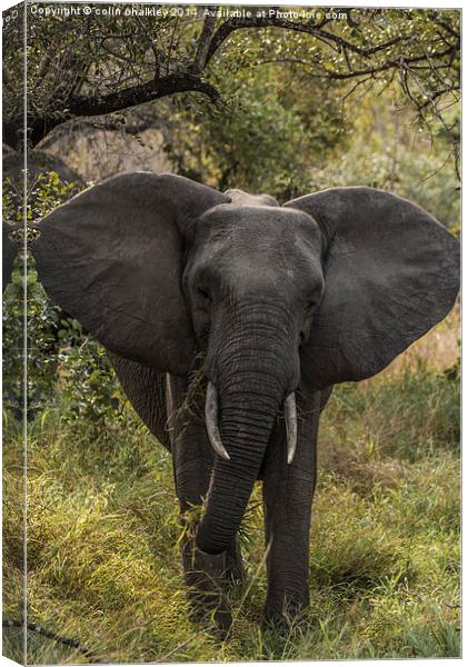 African Elephant Canvas Print by colin chalkley