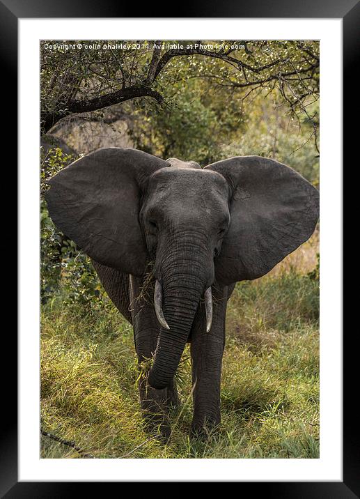 African Elephant Framed Mounted Print by colin chalkley