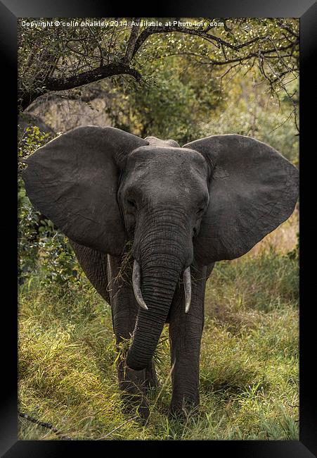 African Elephant Framed Print by colin chalkley