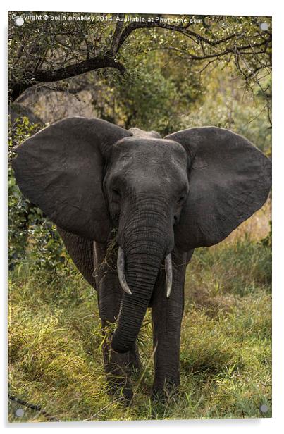 African Elephant Acrylic by colin chalkley