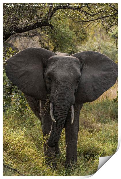 African Elephant Print by colin chalkley