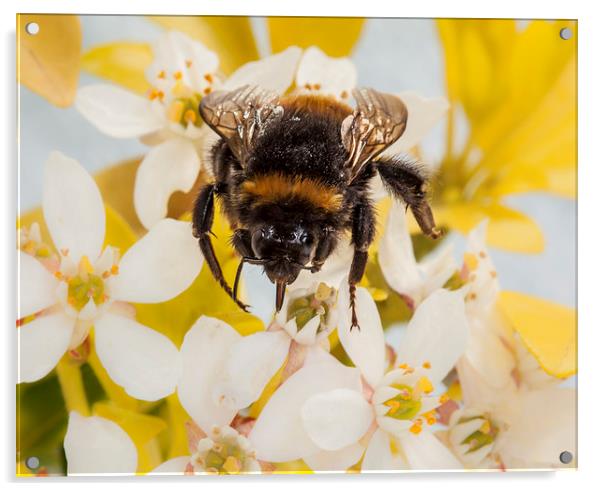 Bumblebee Acrylic by Graham Moore
