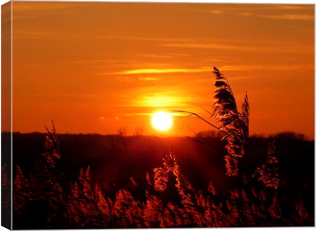 REED SUNSET Canvas Print by Ursula Keene