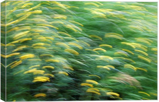Abstract blurred flower meadow Canvas Print by Matthias Hauser