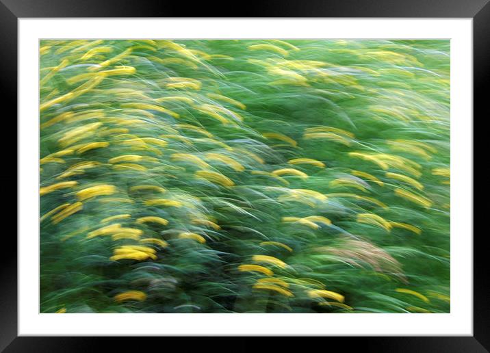 Abstract blurred flower meadow Framed Mounted Print by Matthias Hauser