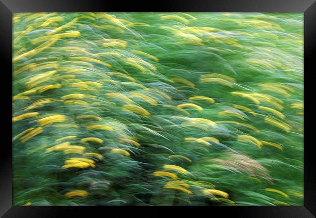 Abstract blurred flower meadow Framed Print by Matthias Hauser