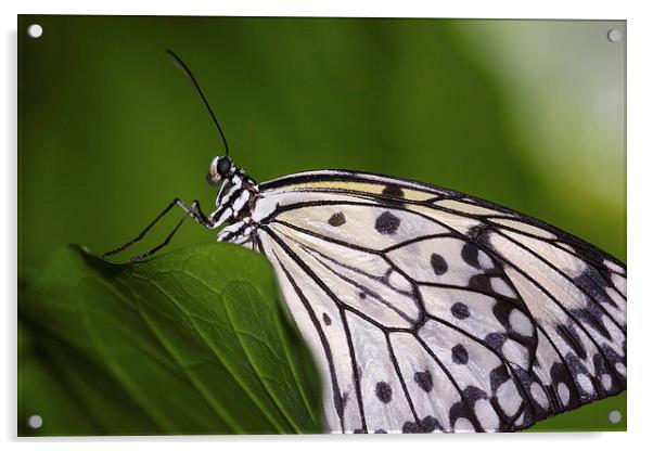 The Paper Kite Butterfly Acrylic by Zoe Ferrie