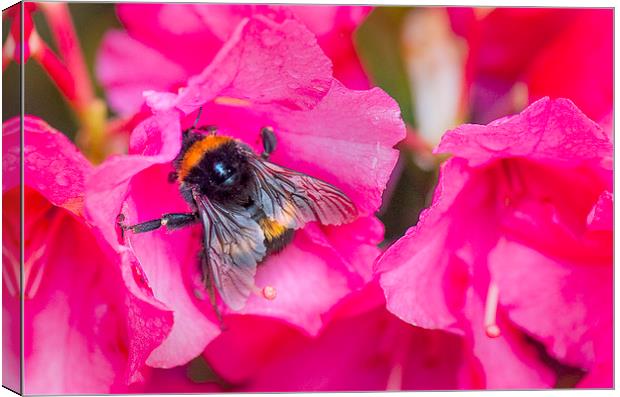 Busy Wee Bee... Canvas Print by Peter Lennon