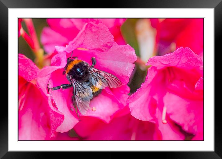 Busy Wee Bee... Framed Mounted Print by Peter Lennon