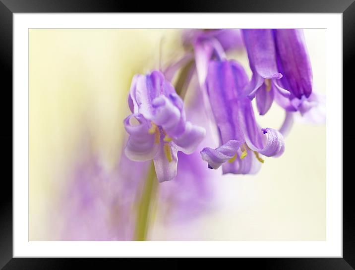 Bluebell detail Framed Mounted Print by Sue Dudley