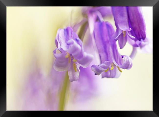 Bluebell detail Framed Print by Sue Dudley