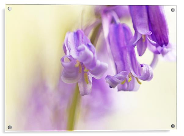 Bluebell detail Acrylic by Sue Dudley