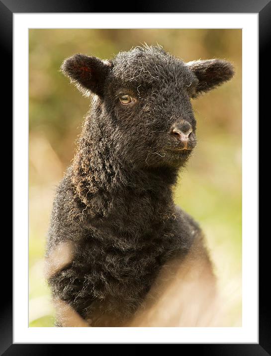 Black Spring Lamb Framed Mounted Print by Sue Dudley