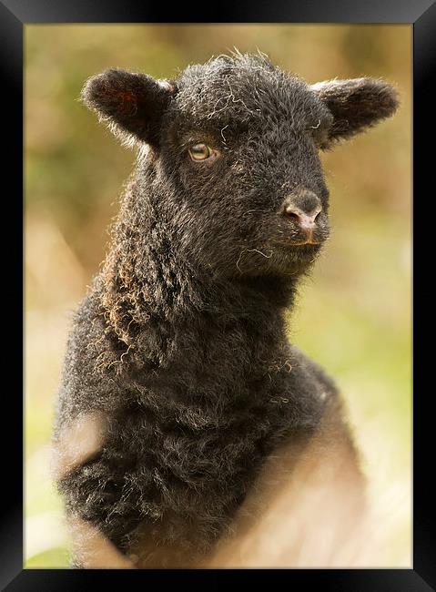Black Spring Lamb Framed Print by Sue Dudley