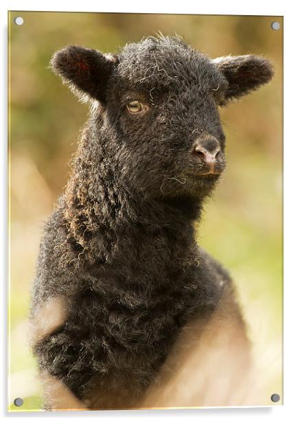 Black Spring Lamb Acrylic by Sue Dudley