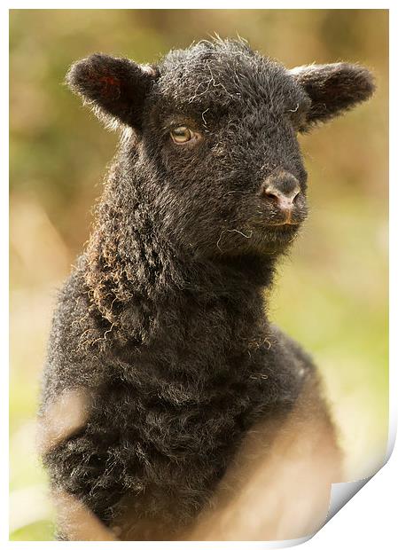 Black Spring Lamb Print by Sue Dudley