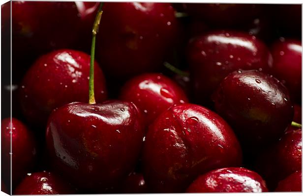 Red Cherries Canvas Print by Sue Dudley