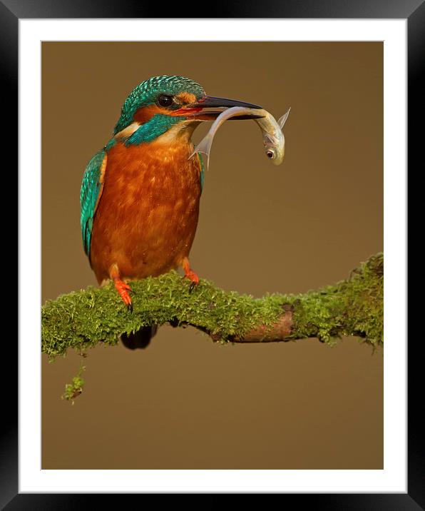 Kingfisher with Catch Framed Mounted Print by Sue Dudley