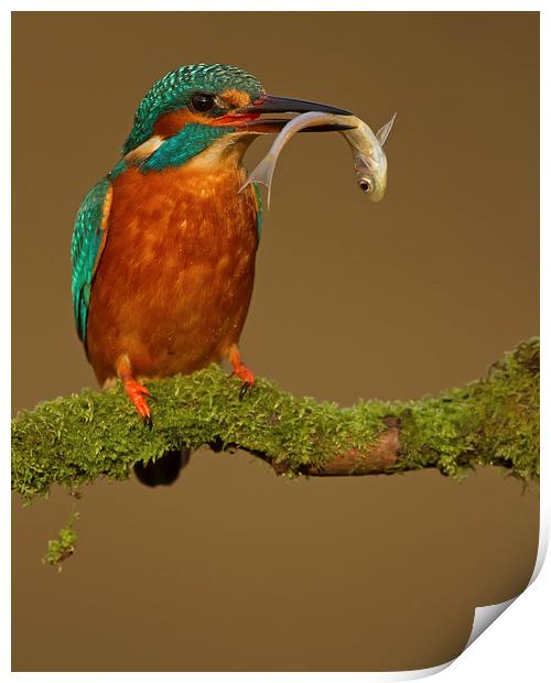 Kingfisher with Catch Print by Sue Dudley