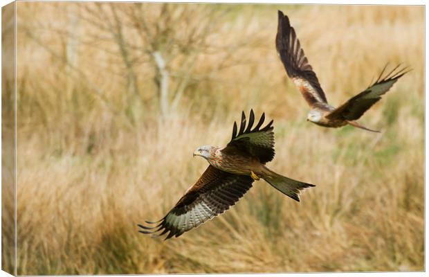 Red Kites in Flight Canvas Print by Sue Dudley