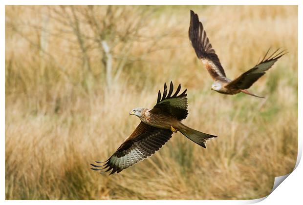 Red Kites in Flight Print by Sue Dudley