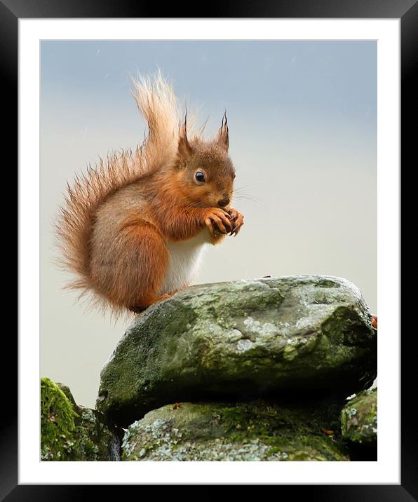 Red Squirrel Framed Mounted Print by Sue Dudley