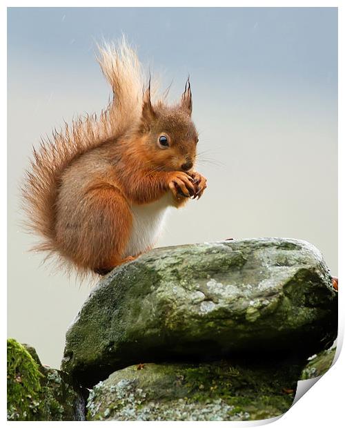 Red Squirrel Print by Sue Dudley