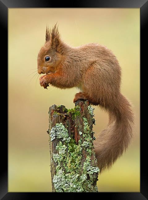 Red Squirrel in the Rain Framed Print by Sue Dudley