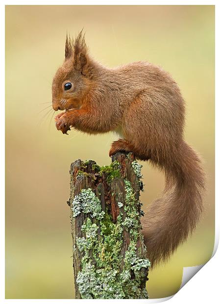 Red Squirrel in the Rain Print by Sue Dudley