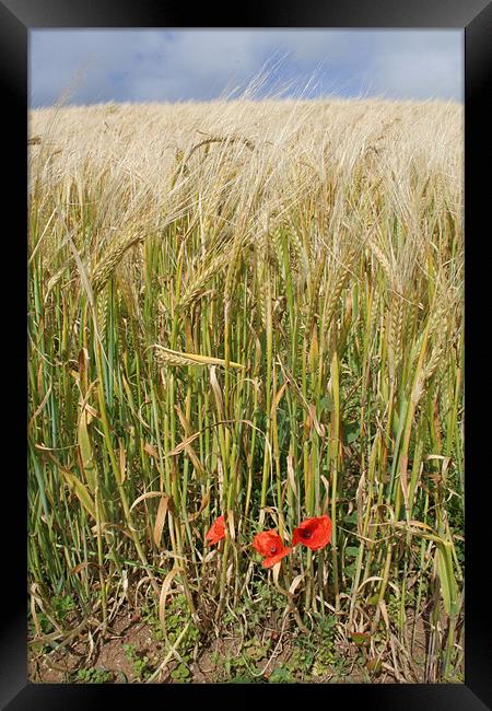 Poppies Framed Print by Katie gurney