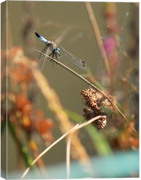 Dragonfly Canvas Print by Helene  Newing