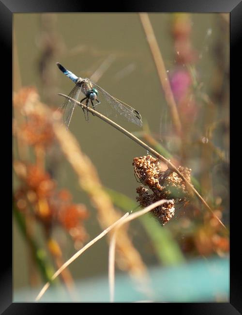 Dragonfly Framed Print by Helene  Newing