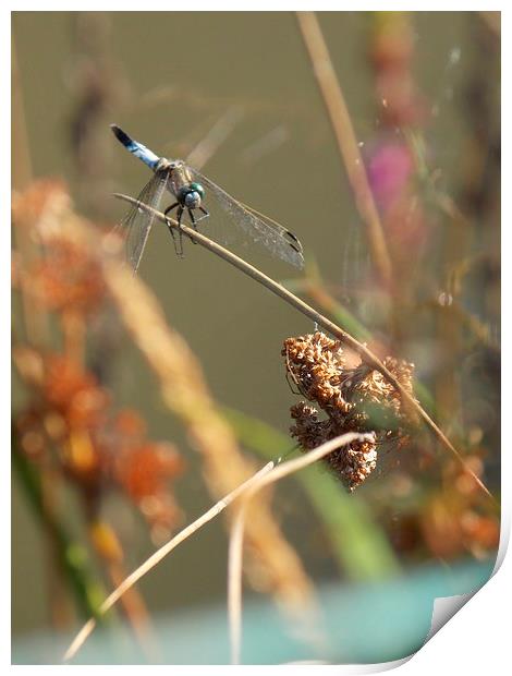 Dragonfly Print by Helene  Newing