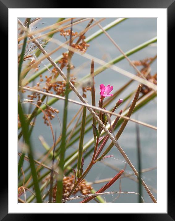 Little Pink Bloom Framed Mounted Print by Helene  Newing