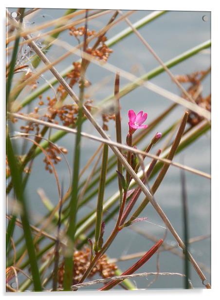 Little Pink Bloom Acrylic by Helene  Newing