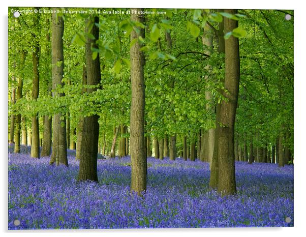 Bluebells in Hertfordshire Acrylic by Elizabeth Debenham