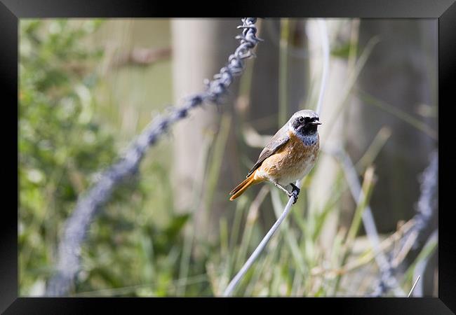 Common Redstart Framed Print by Barbara Gardner