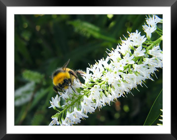 Bumble Bee Framed Mounted Print by Julie Humphrey