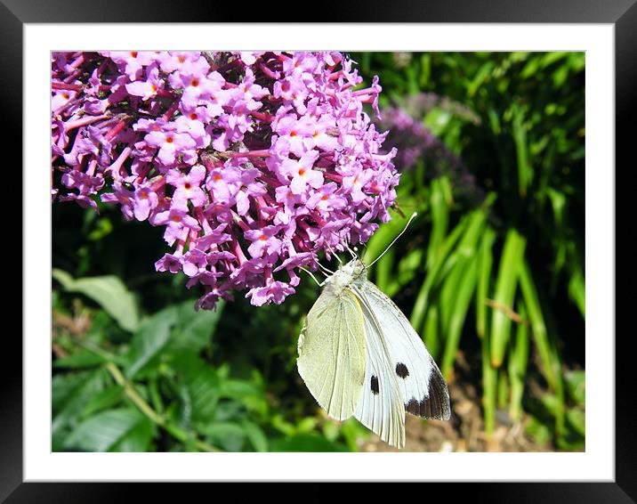 Cabbage Butterfly Framed Mounted Print by Julie Humphrey